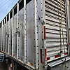 2009 Atlas Livestock